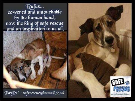 A Tribute To Rufus Safe Rescue For Dogs