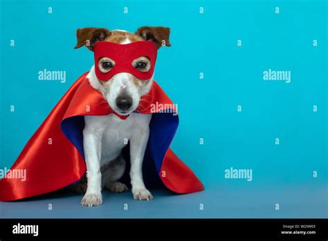 Dog jack russell super hero costume Stock Photo - Alamy