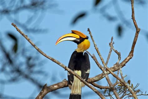 A community rallies around hornbill habitat to aid conservation