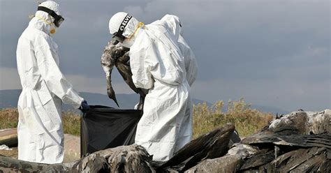 Influenza Aviaria Ecco Perch L Italia Dei Nuovi Focolai Ha Paura Di