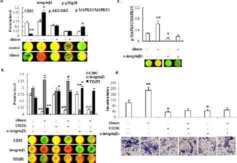 The Dscs Expressed Cd Inhibits The Invasiveness Of Trophoblast Cells