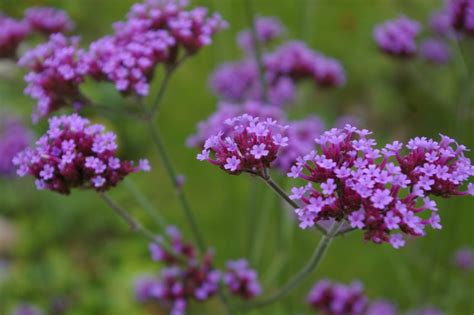 Fleurs mauves 10 variétés pour créer un jardin mauve complet