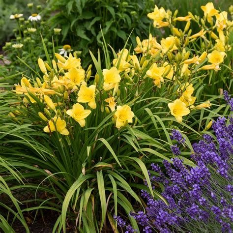 Hemerocallis Daylily Happy Returns White Flower Farm