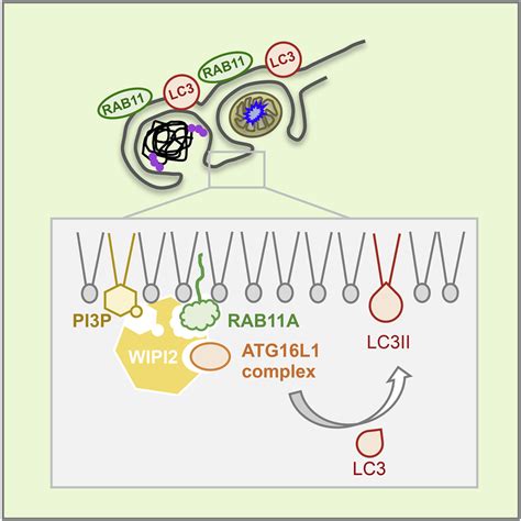 The RAB11A Positive Compartment Is A Primary Platform For Autophagosome