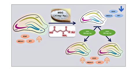 The Effect Of Monosodium Glutamate On Neuronal Signaling Molecules In