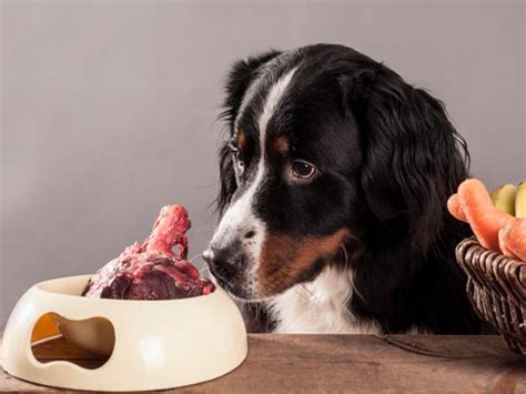 Importance of Organ Meat in your dog's diet – Poochie Moochie Pet Store ...