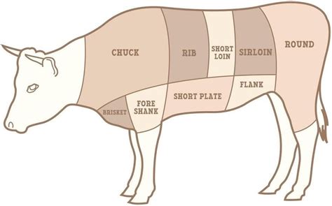 Brisket On A Cow Diagram