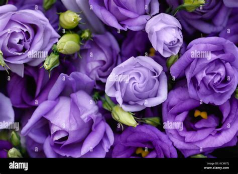Beautiful Purple Roses Background Stock Photo Alamy