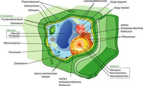 Freies Lehrbuch Biologie 0602 Die Zelle I Zelltypen Und Ihr Aufbau