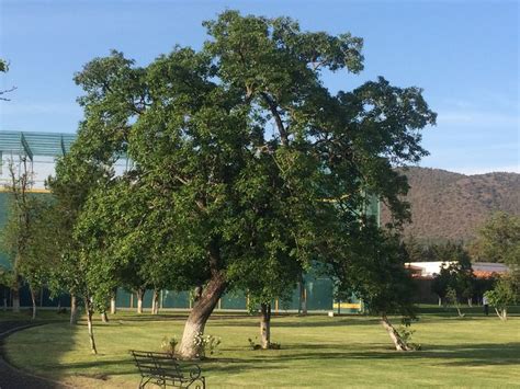 7 best Central American Trees / Arboles de Centroamérica images on ...