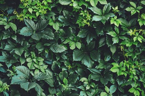 Greenery Images – Browse 1,095,436 Stock Photos, Vectors, and Video | Adobe Stock