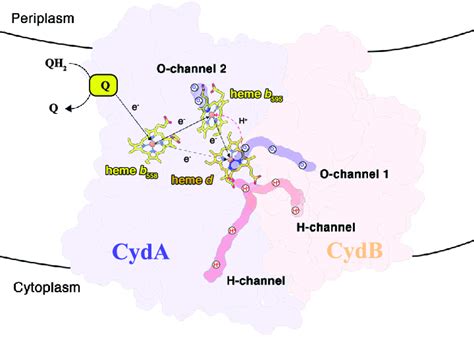 A Schematic Diagram Showing The Electronproton Transfer Pathway In Msm