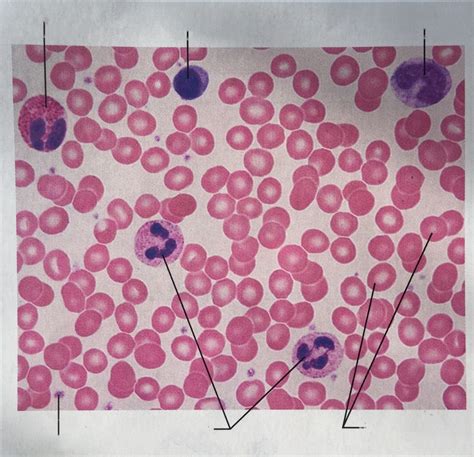 Blood Smear Identification Diagram Quizlet