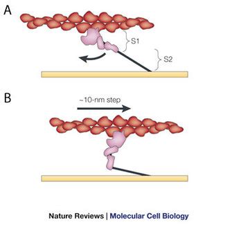 Sliding Filament Theory Sarcomere Muscle Contraction Myosin Learn