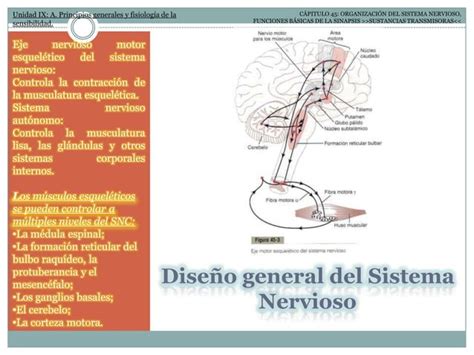 Fisiología II ORGANIZACIÓN DEL SISTEMA NERVIOSO FUNCIONES BÁSICAS DE