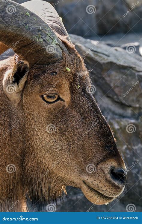 Vertical Closeup Shot Of The Snout Of A Wild Goat With Big Horns Stock