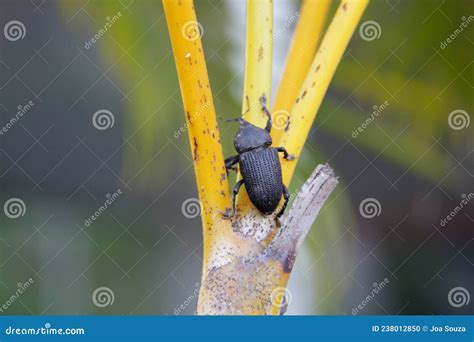 Coconut Borer Beetle Stock Photo Image Of Fauna Palmarum 238012850