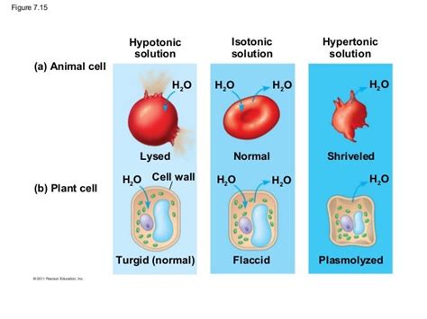 What Happens To Animal Cells In A Hypertonic Solution What Is An