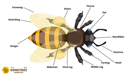 Honey Bee Anatomy: Characteristics, Graphics & Descriptions