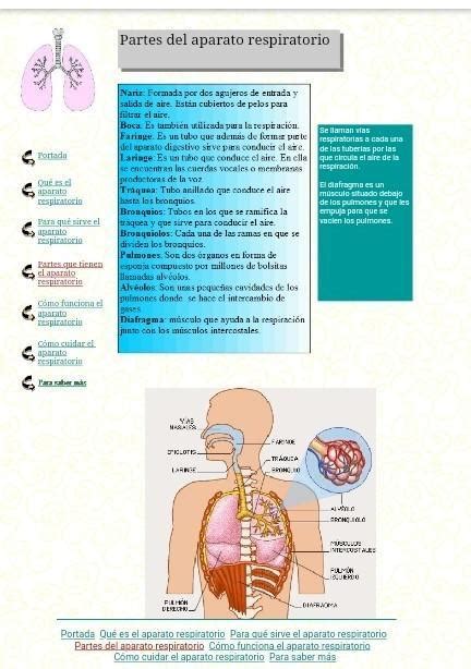 Dibuja el sistema respiratorio indicando los órganos que lo forman y