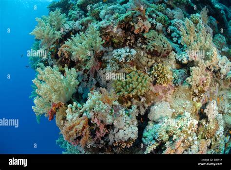 Colonies Of Soft Coral Off Safaga Egypt Red Sea Stock Photo Alamy