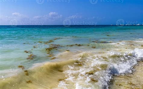 tropical caribe praia água algas marinhas sargazo playa del carmen