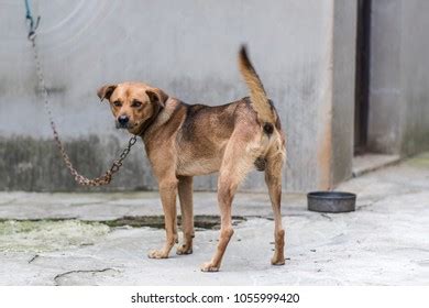 Chinese Rural Dog Stock Photo 1055999420 | Shutterstock