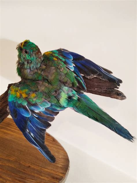 Colourful Parrot Bird Taxidermy Etsy