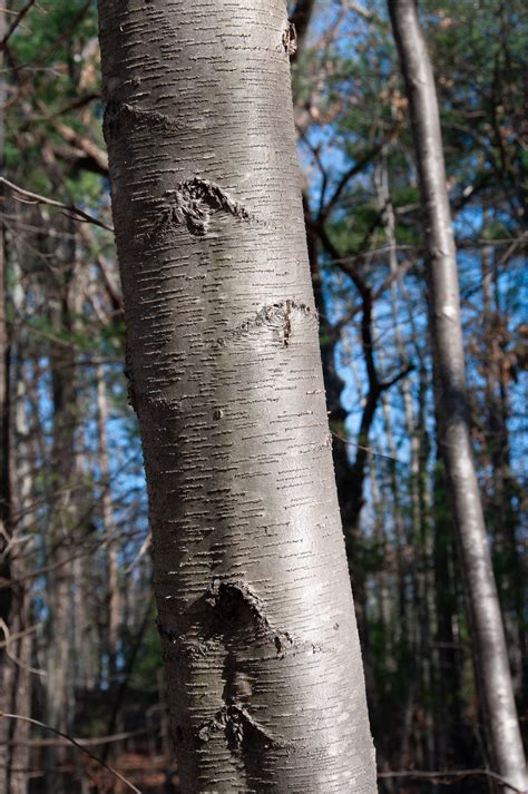 Betula Lenta Black Birch