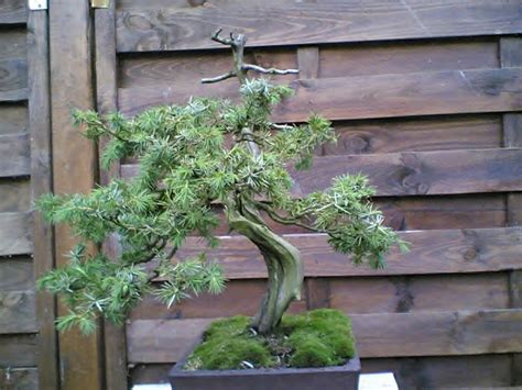 Mise En Forme Juniperus Rigida Les Chuhin Et Autres Grands Bonsa