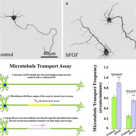 Bfgf Alters The Morphology Of Hippocampal Neurons And Microtubule