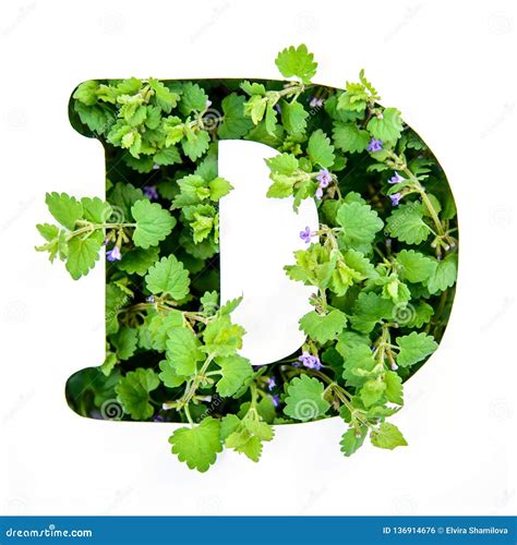 The Letter D Of The English Alphabet From The Leaves Of Green Plants