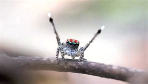 Peacock Spider Mating Dance | The Mary Sue