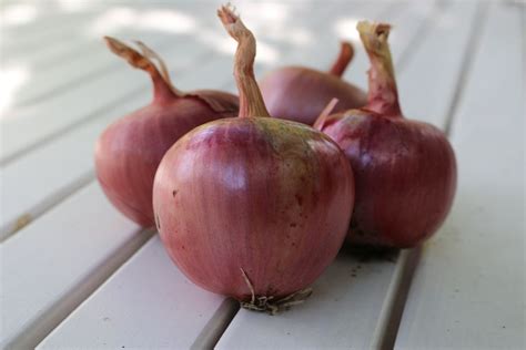 Rossa Di Milano Onion Organic Heirloom Seeds Catalog Plant Spacing