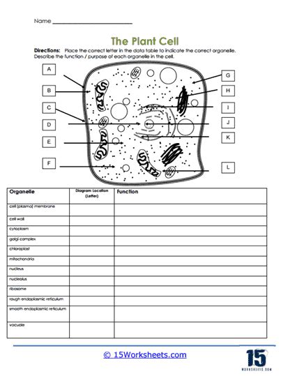 Plant Cells Worksheets Worksheets Library