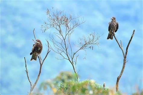 《屏東》今年840隻 台灣黑鳶數量創新高 生活 自由時報電子報