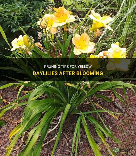 Pruning Tips For Yellow Daylilies After Blooming Shuncy