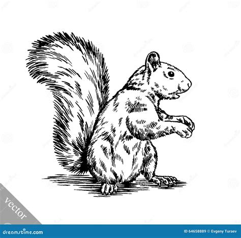 Black And White Engrave Isolated Squirrel Illustration Stock Vector