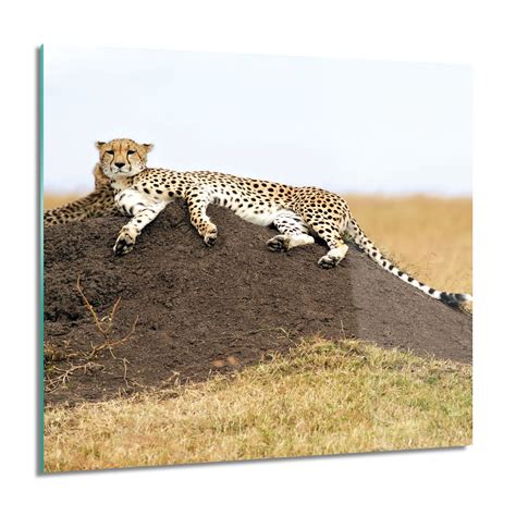 ArtprintCave Gepard gleba trawa Foto na szkle ścienne 60x60 cm