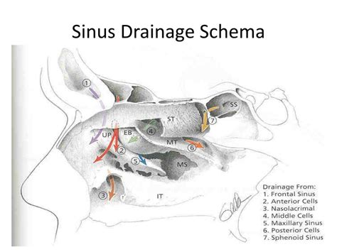 Ppt Anatomy Of Nose And Paranasal Sinus Powerpoint Presentation Free Download Id2646477