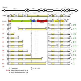 Structure Of The Bovine SILV MRNA Including Alternative Transcripts