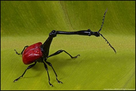 Giraffe Weevil Madagascar | Flickr - Photo Sharing! Weevils, Spider Art, Beautiful Bugs ...