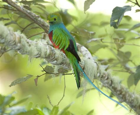 Los Quetzales National Park Costa Rica City Guide Go Visit Costa Rica