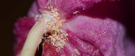 Obscure Mealybug On Flower Biobee Peru