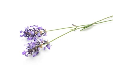 Premium Photo | Beautiful lavender flowers isolated on white background