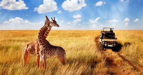 Tage Tansania Safari Getyourguide