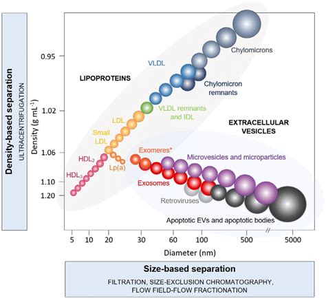 Extracellular Vesicles Evs And Lipoprotein Subtypes Hdl