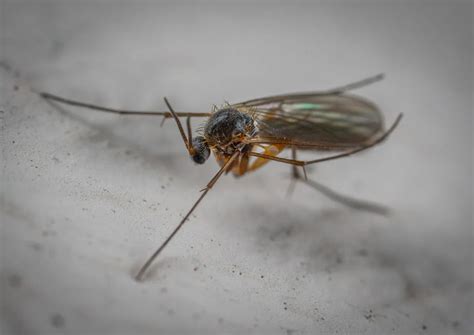 Comment Se D Barrasser Rapidement Des Moucherons Voici Lastuce Qui