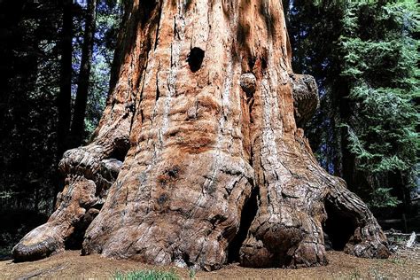 marron arbre jour séquoia parc national de sequoia Californie