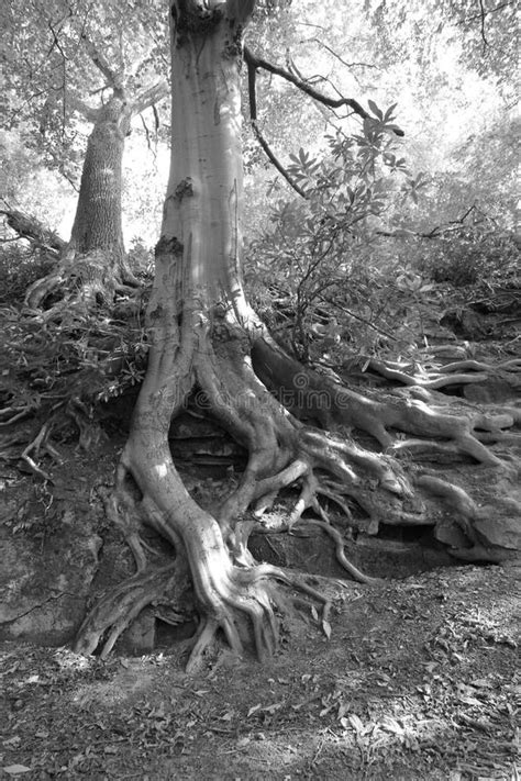 Tree Roots in Black and White Stock Photo - Image of natural, beautiful: 177877820